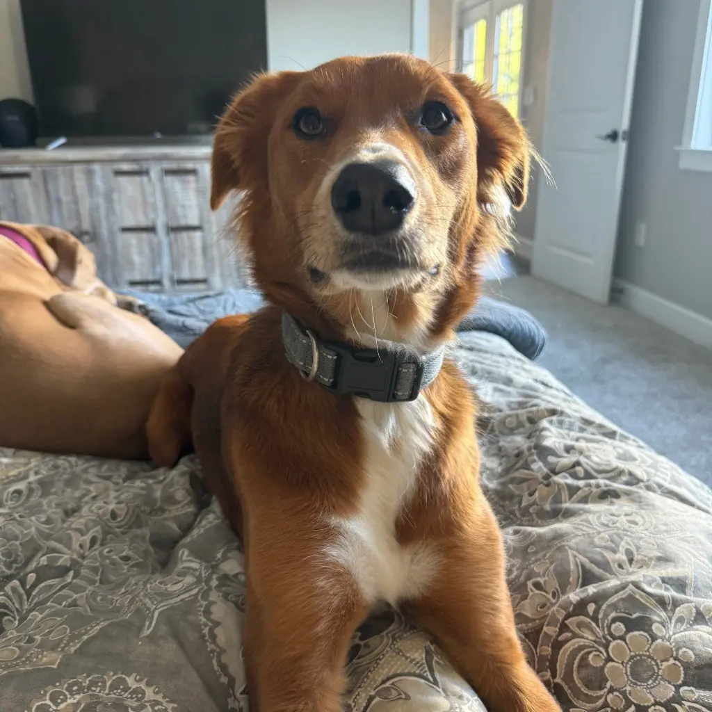 ODIN