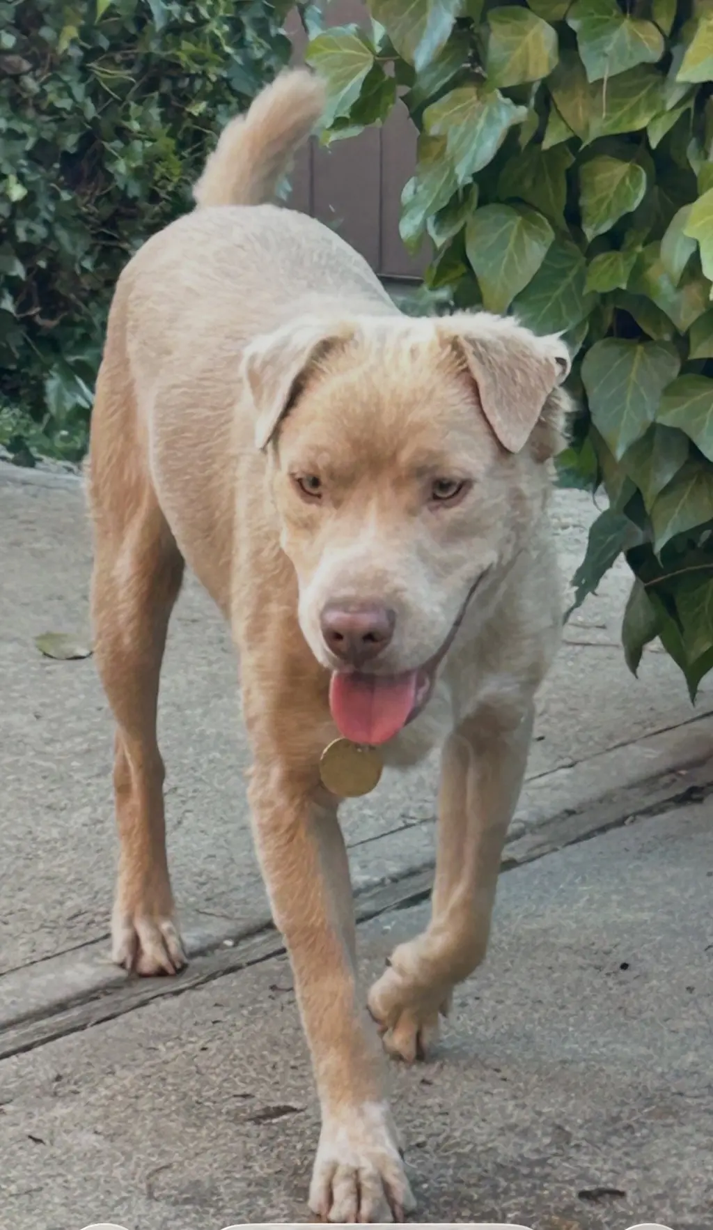 Thaddeus