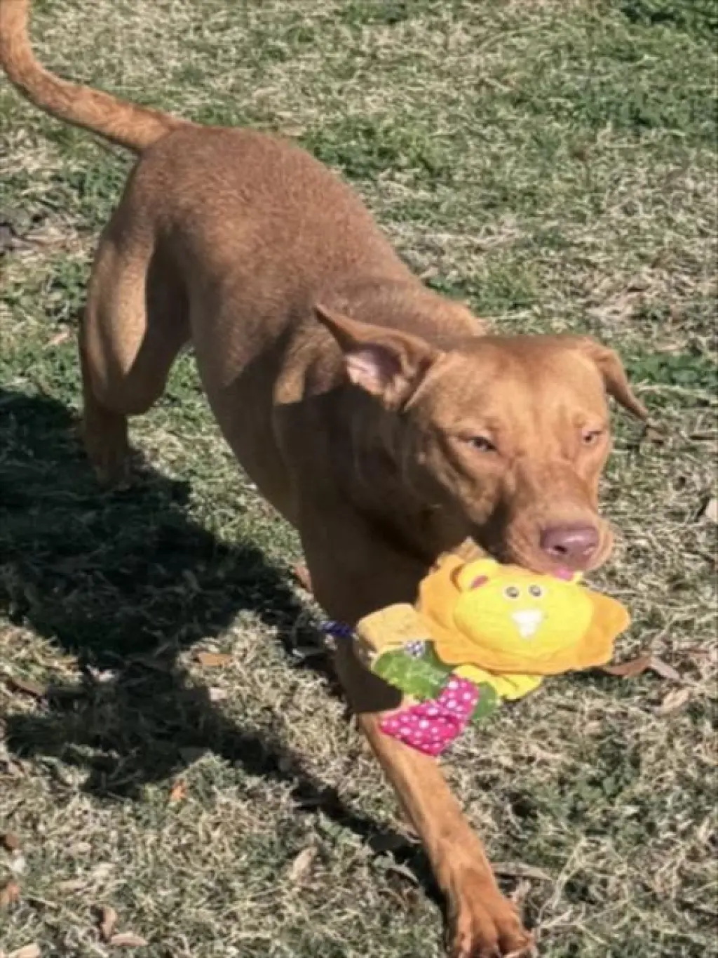 DAISY