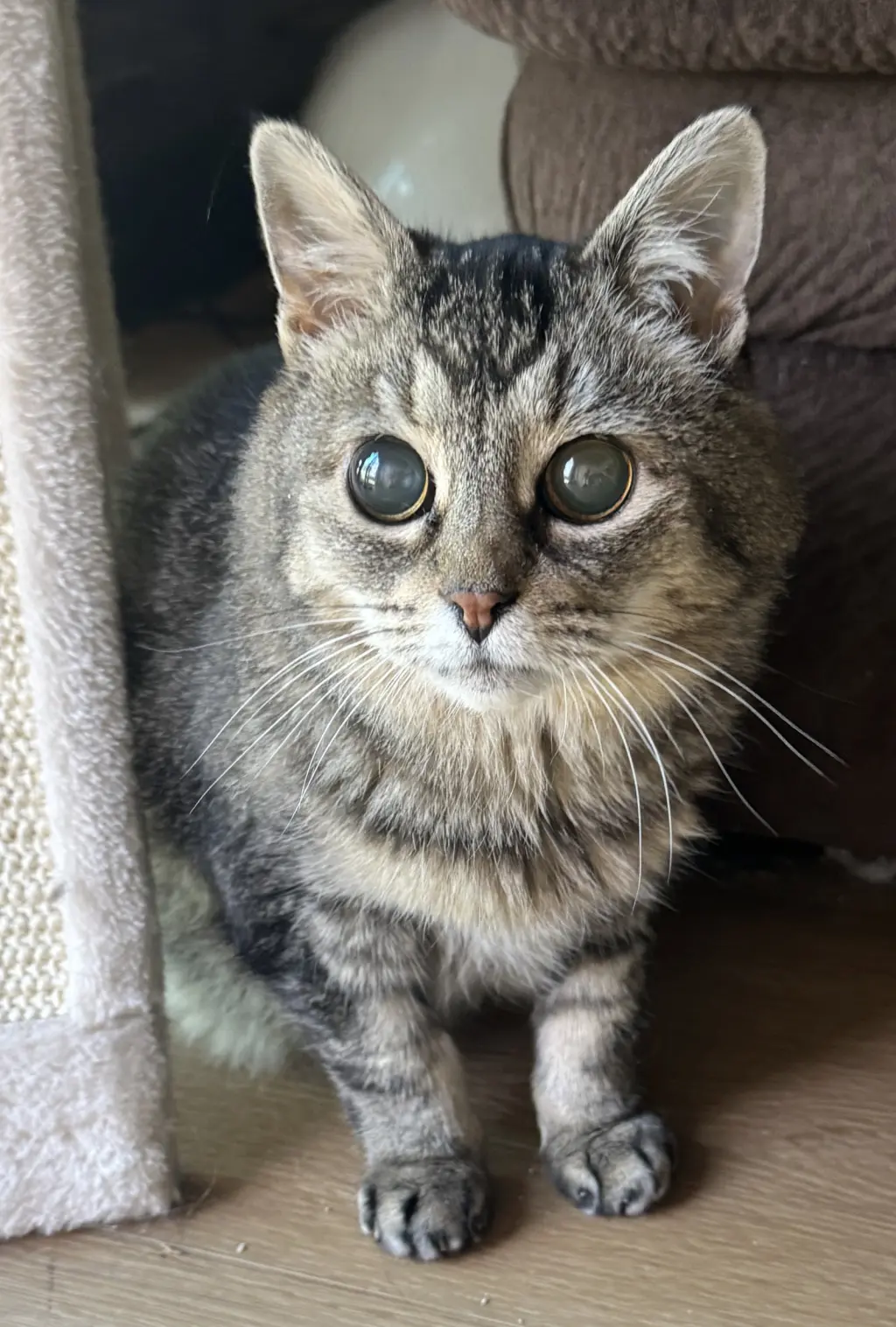 Hootie - sightless sweetie