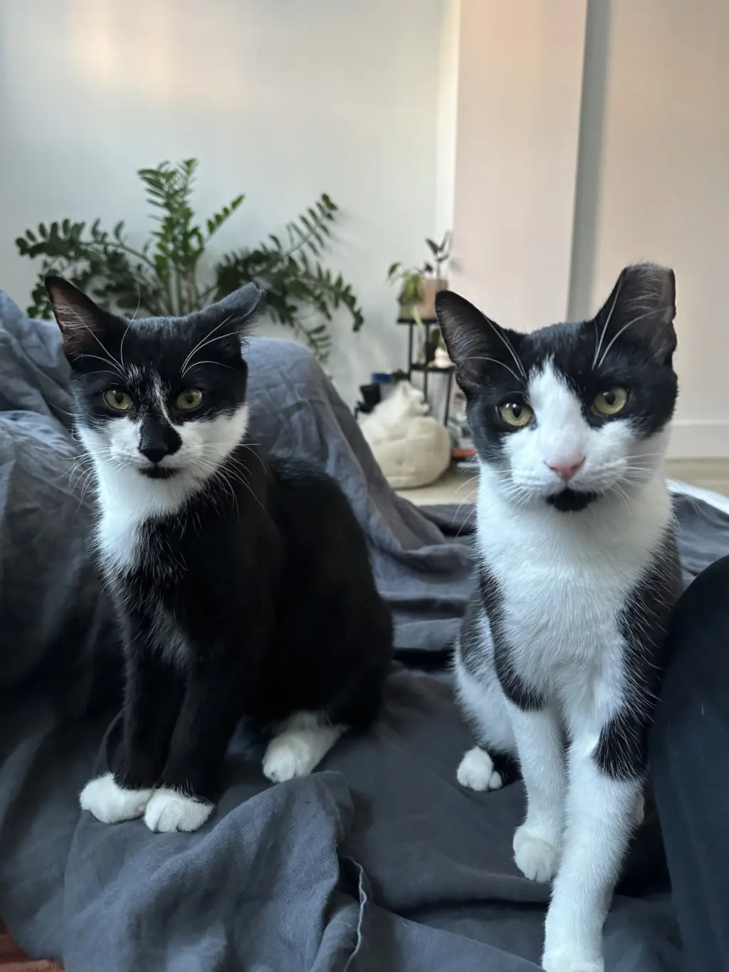 Comet and Starr