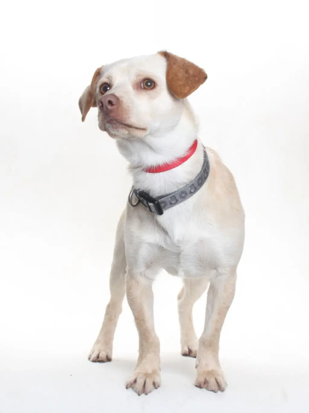 CHICO