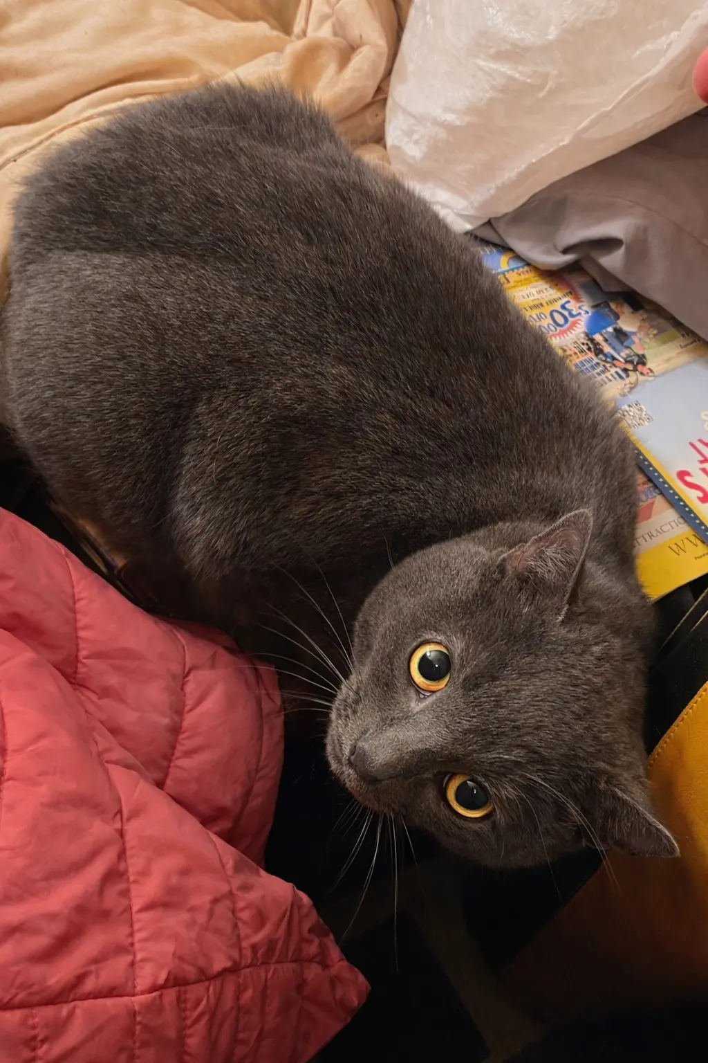 Clementine