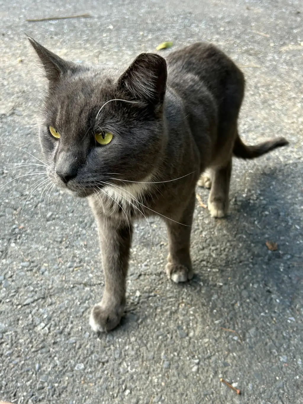 PawPaw