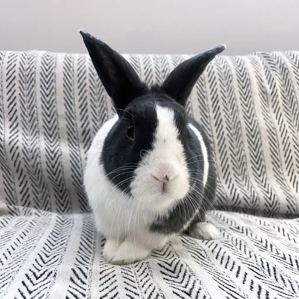 Sal