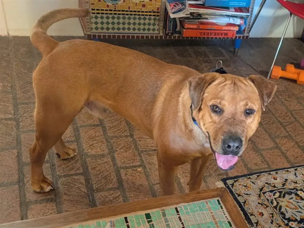 SCOOBY
