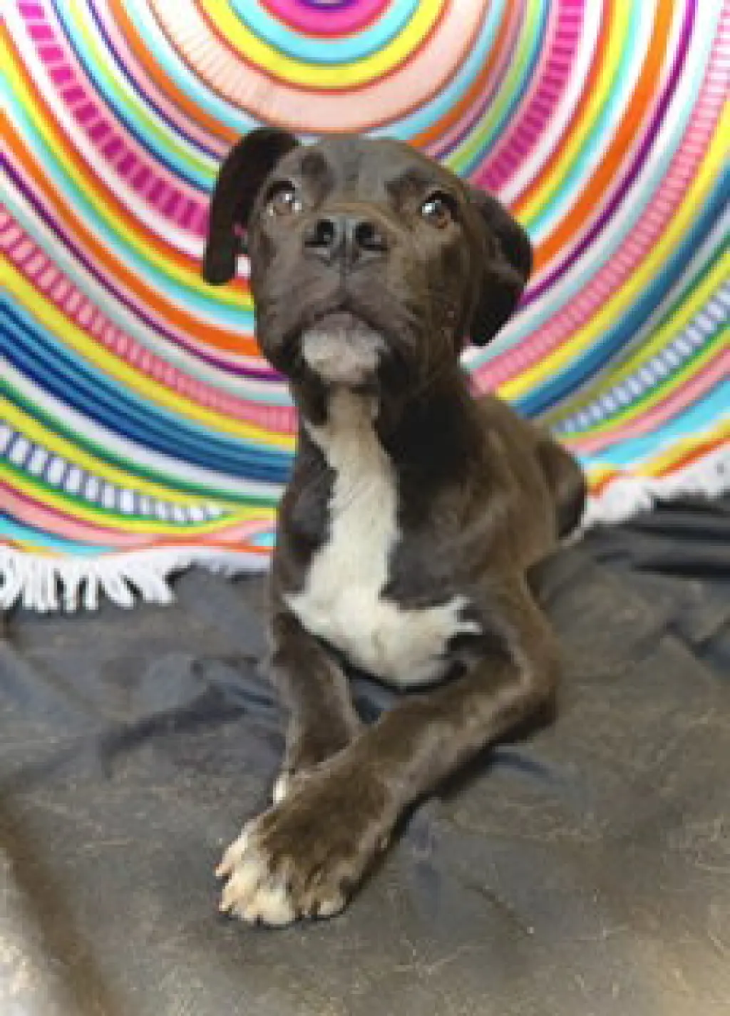 Princeton (Prince)- Puppy #2 (OS #1/2026)