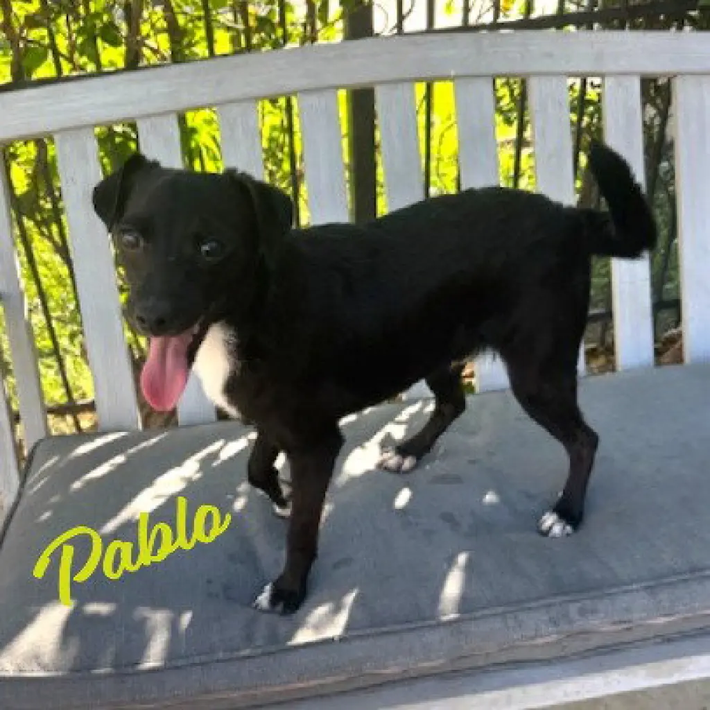 Pablo #ball-of-energy