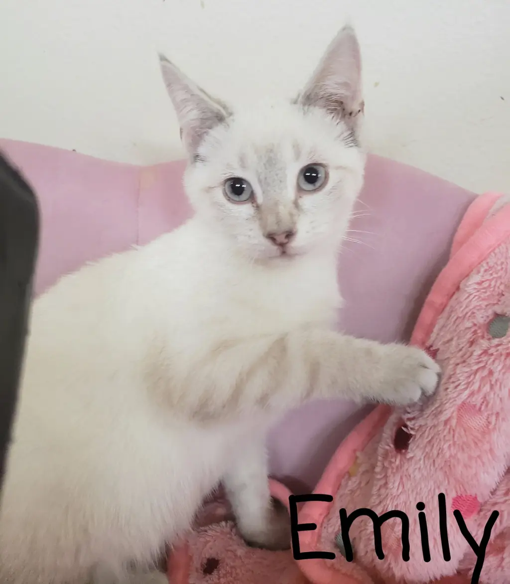 Emily