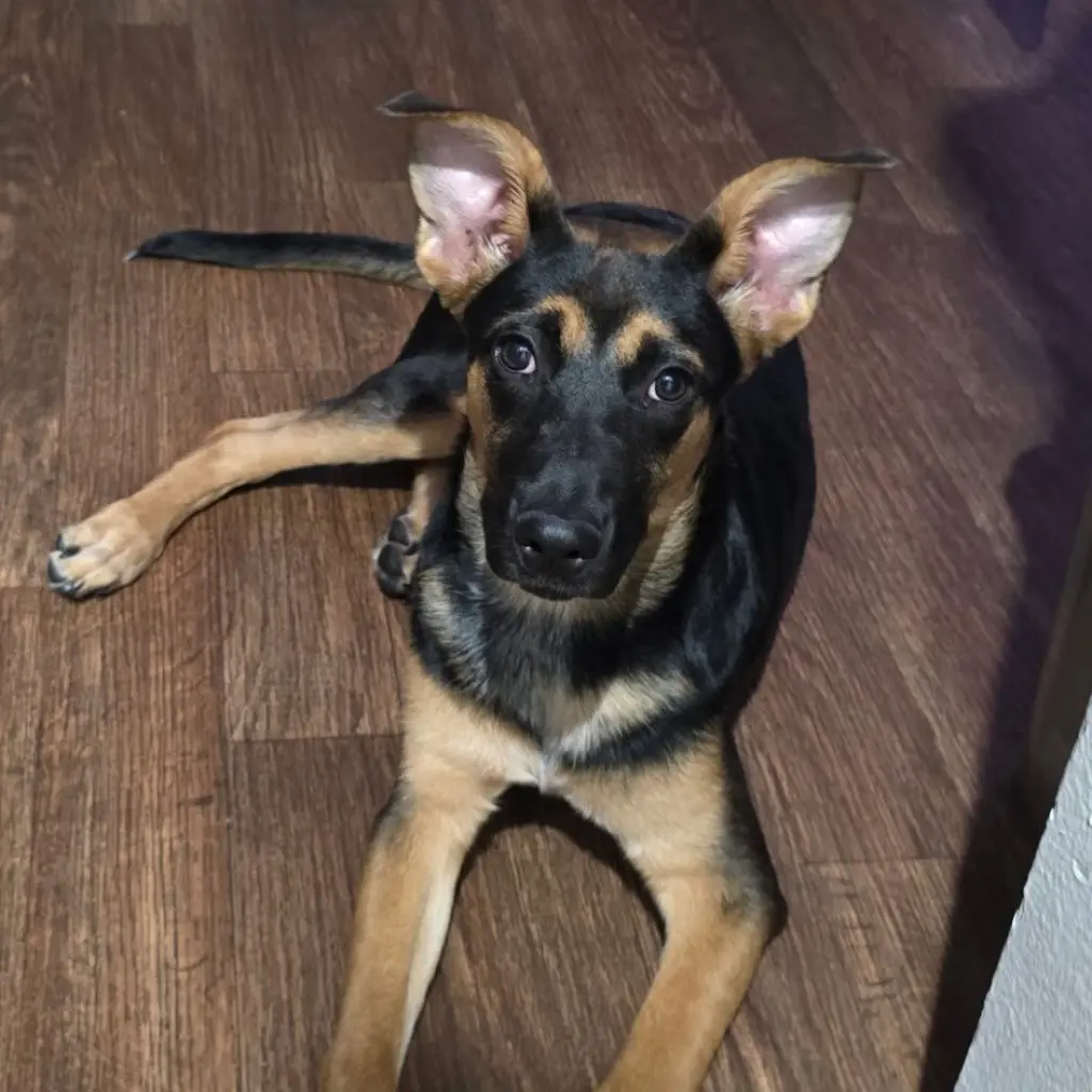 Riley III (New Digs)
