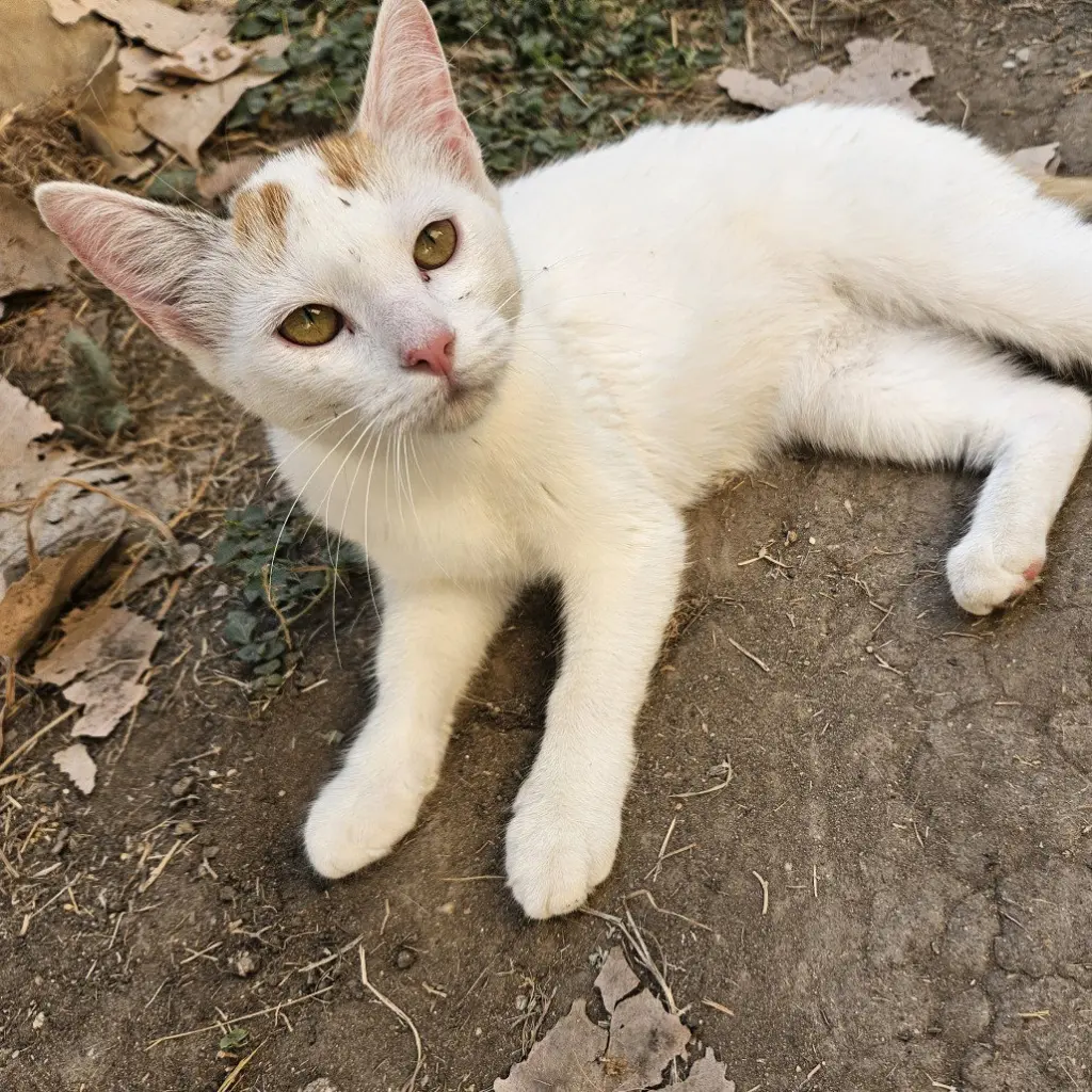Lechita (New Digs)