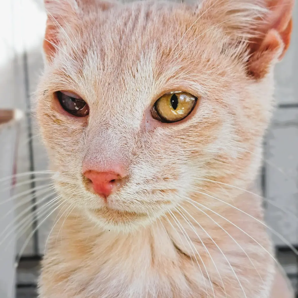 Wish =^.^=