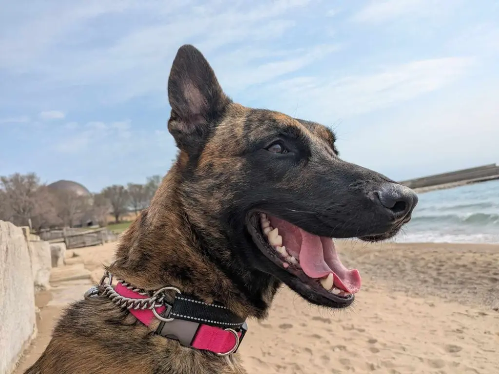 Ryder - Located in IL