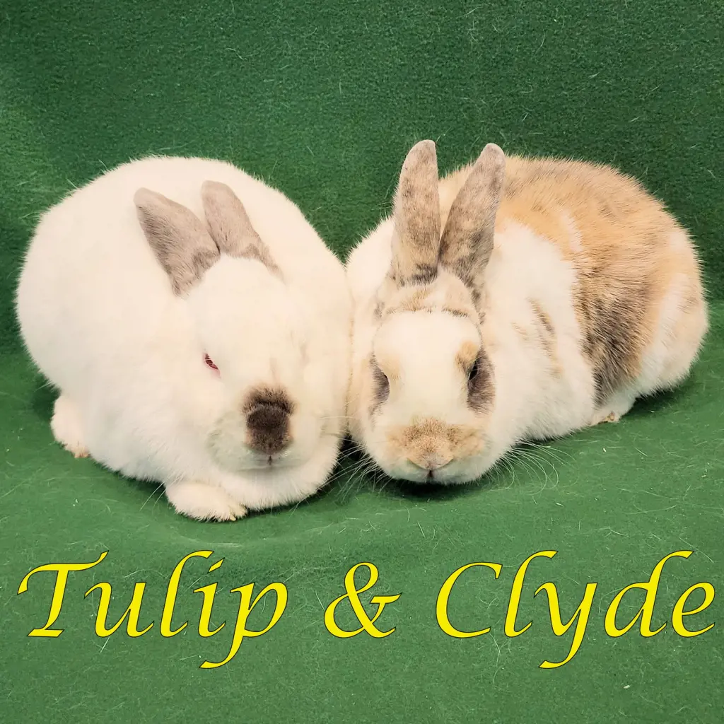 Tulip (bonded to Clyde)