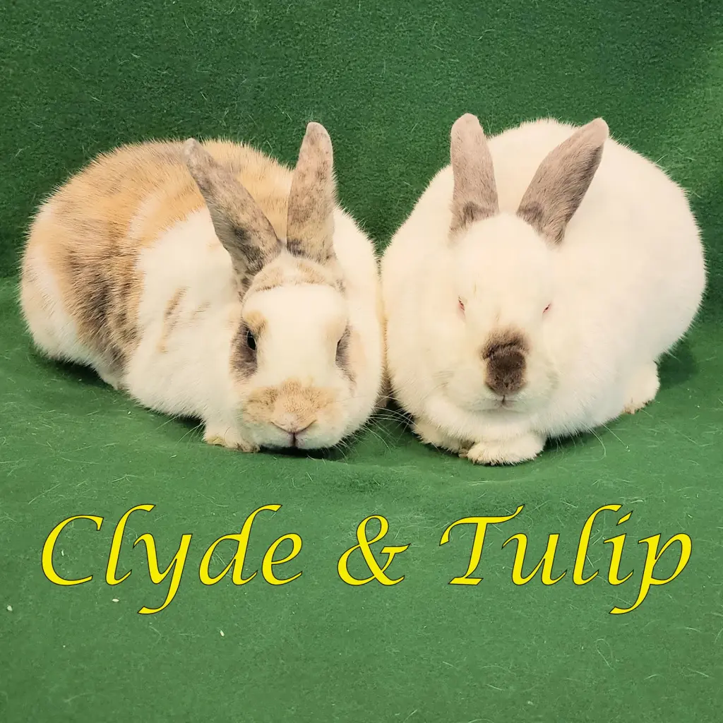 Clyde (bonded to Tulip)