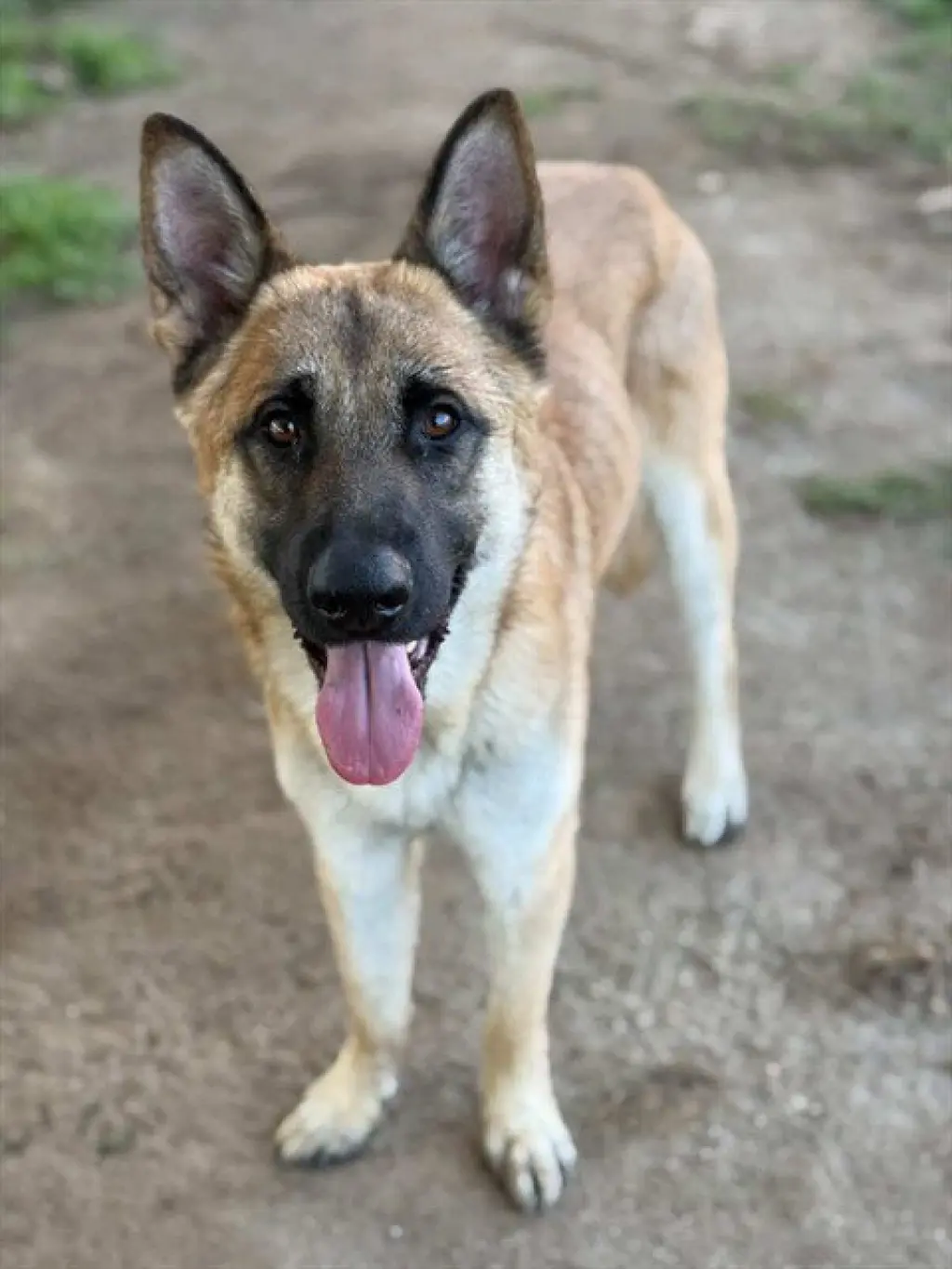 CANELO