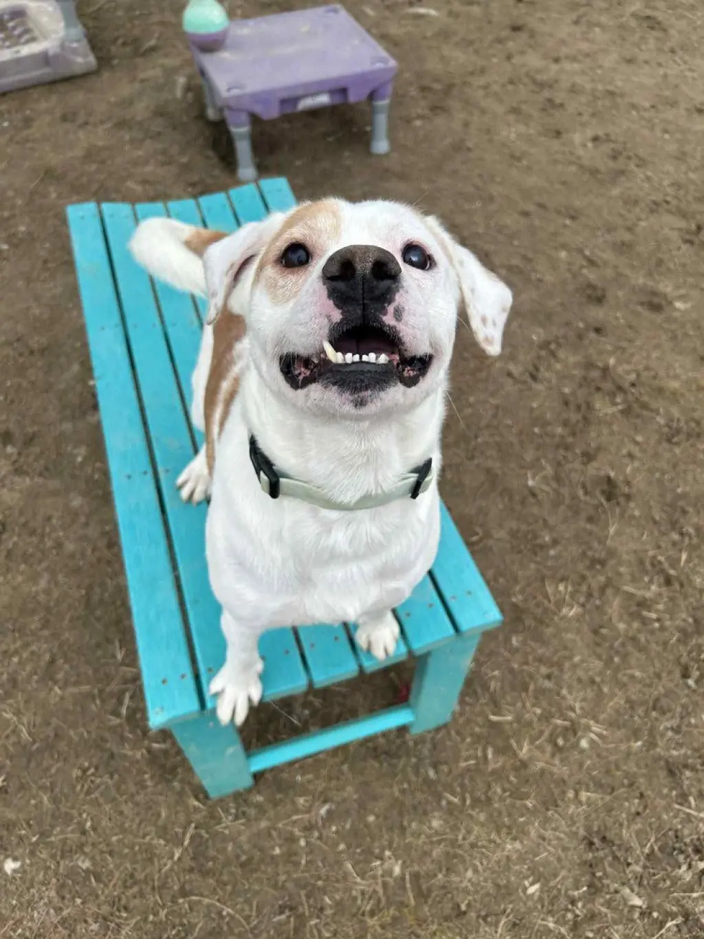 Tex