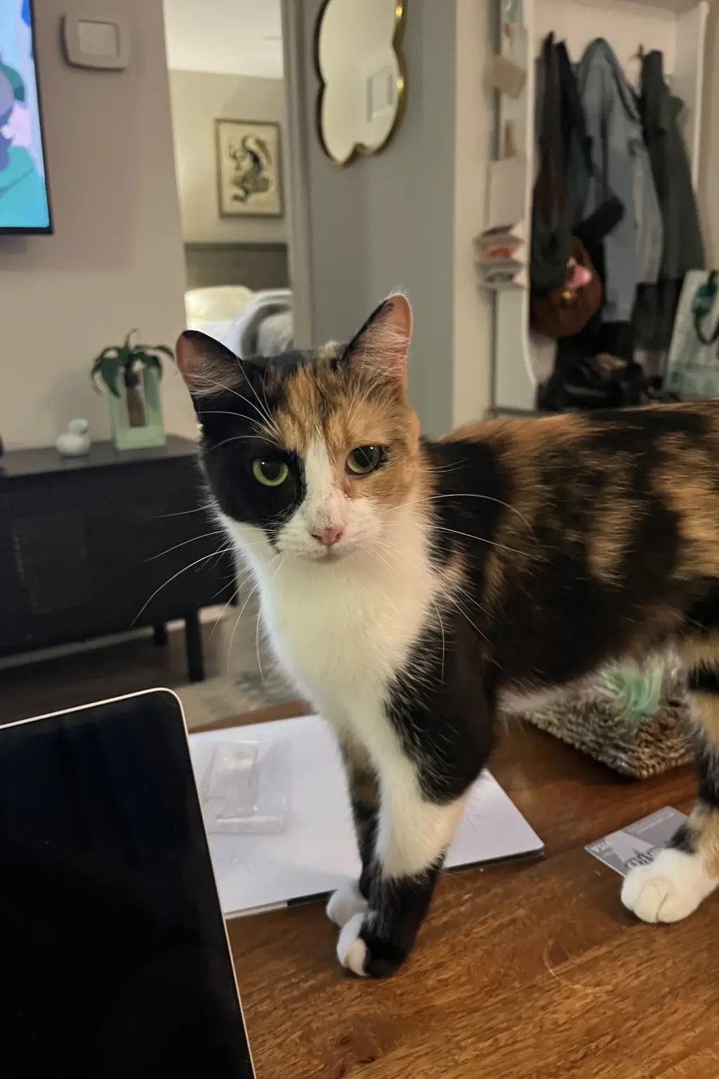 Mittsie