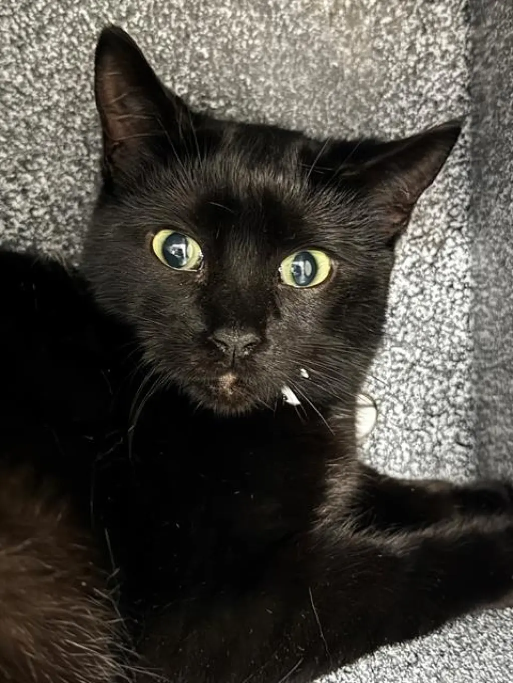PIPPA