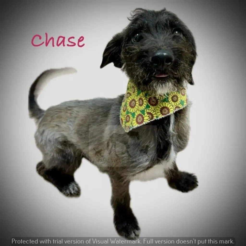 CHASE