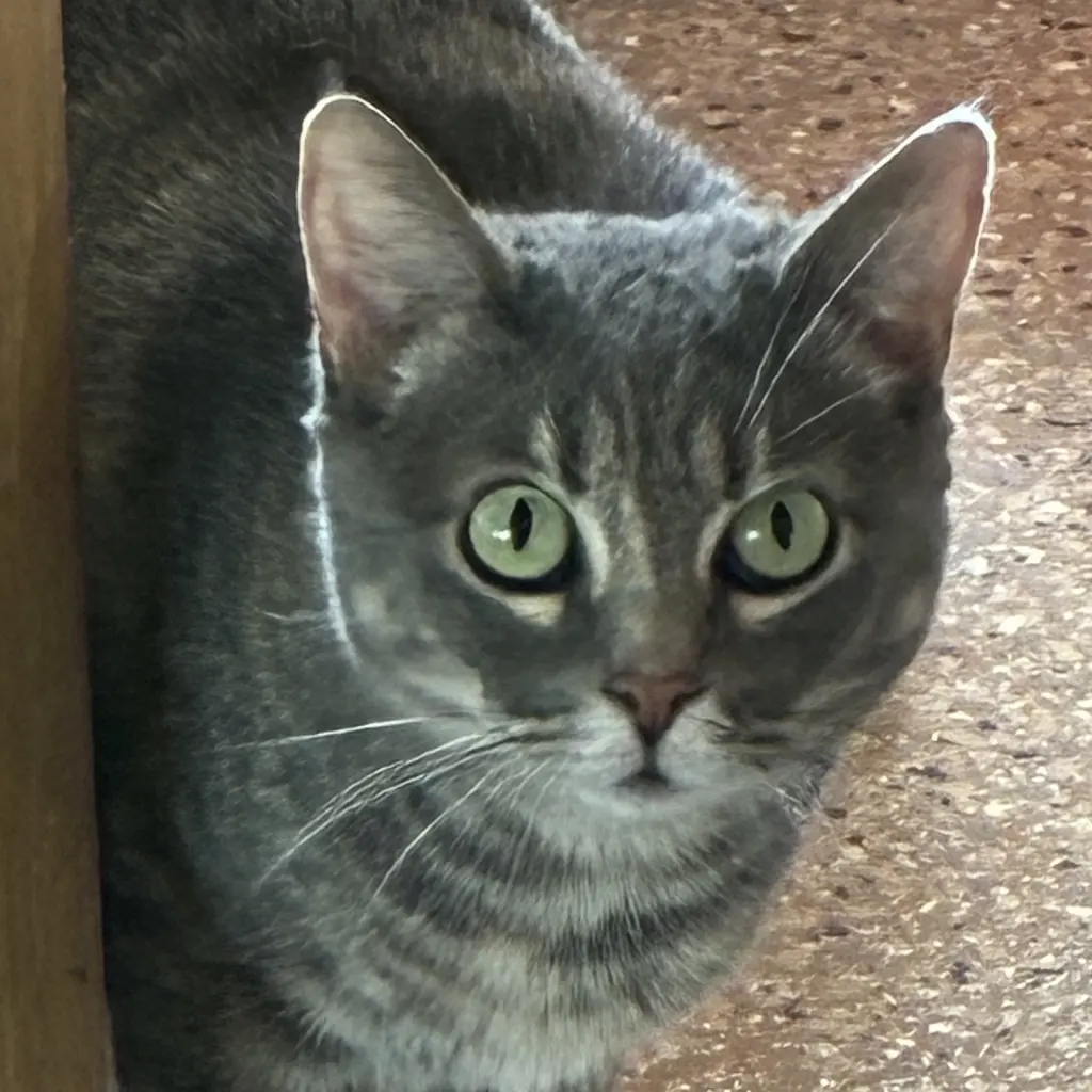 Freya