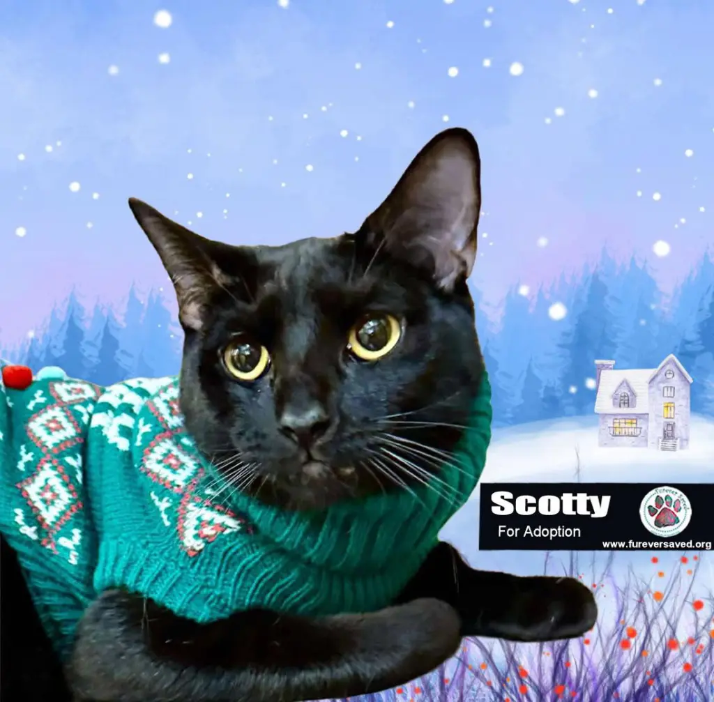 Scotty