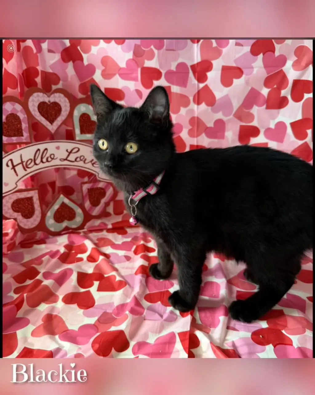 BLACKIE