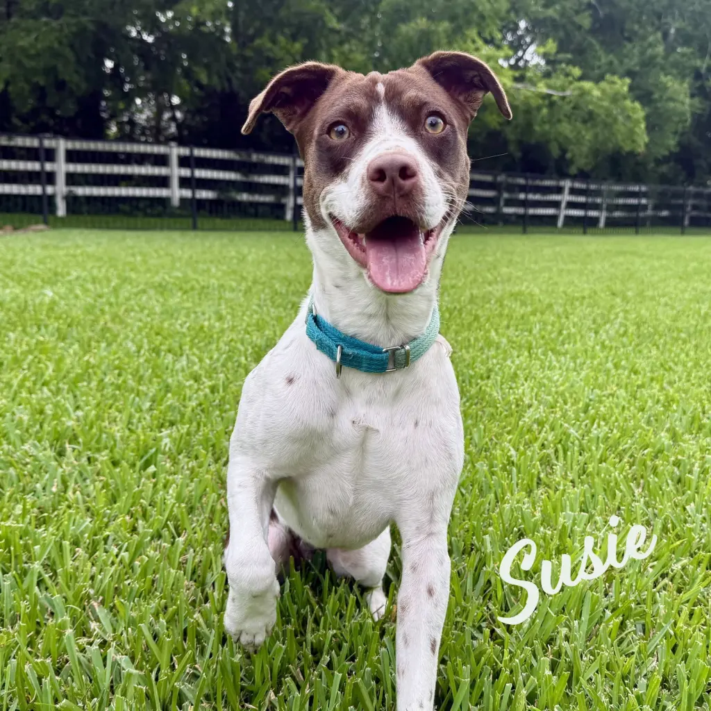 Susie #lovebug-extraordinaire