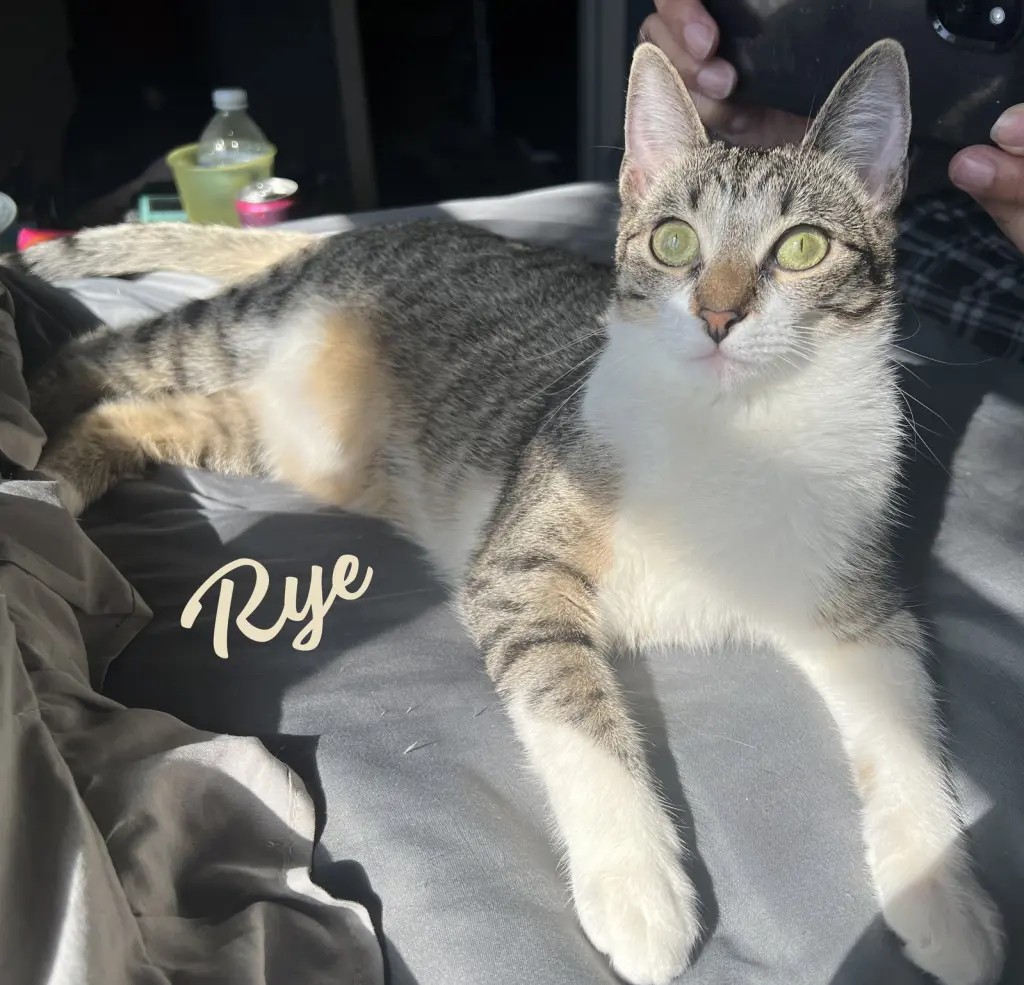 Rye #sister-of-Milly