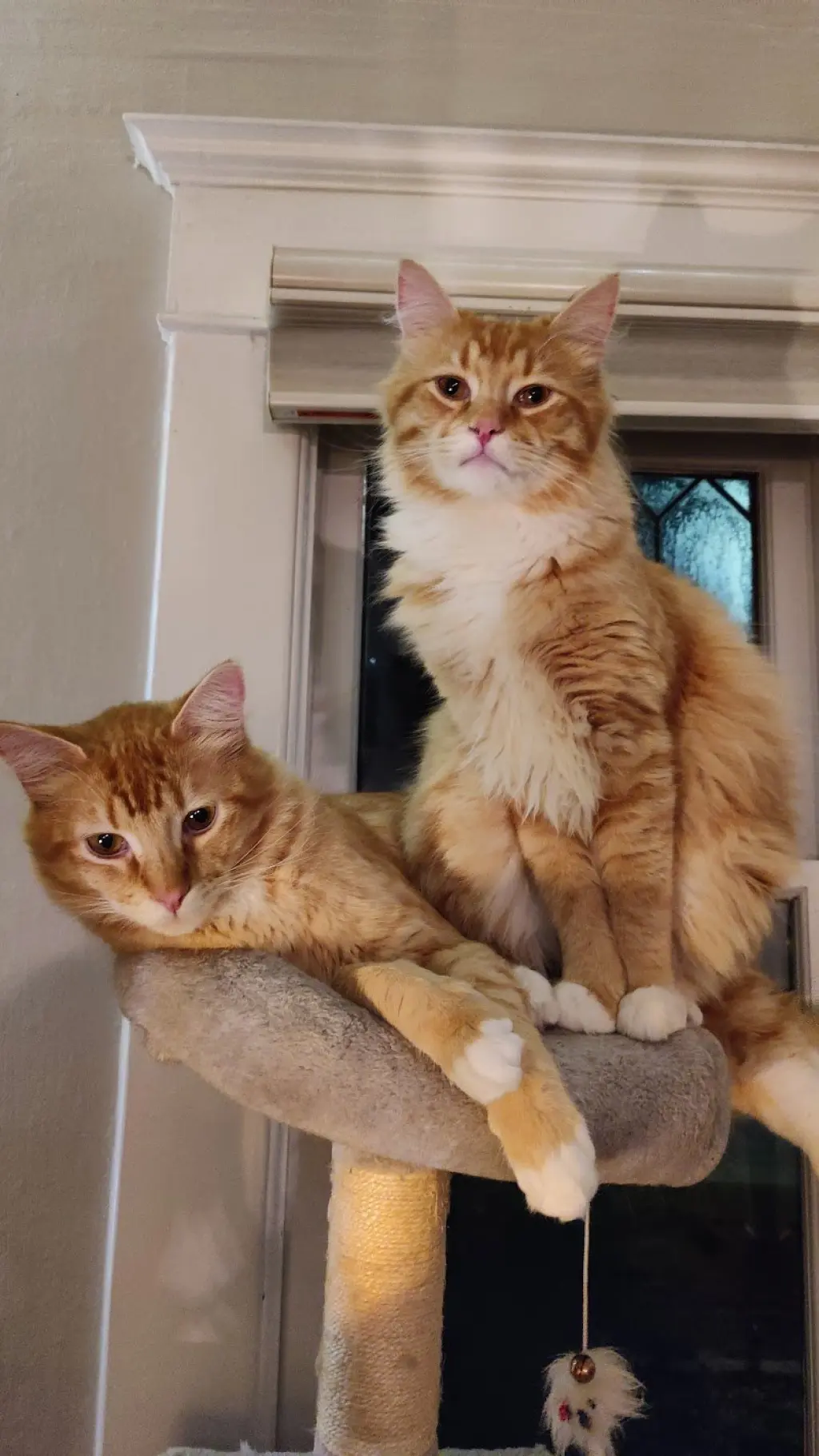 MIKEY & LEO 1778A- Offered by Owner - Bonded Boys