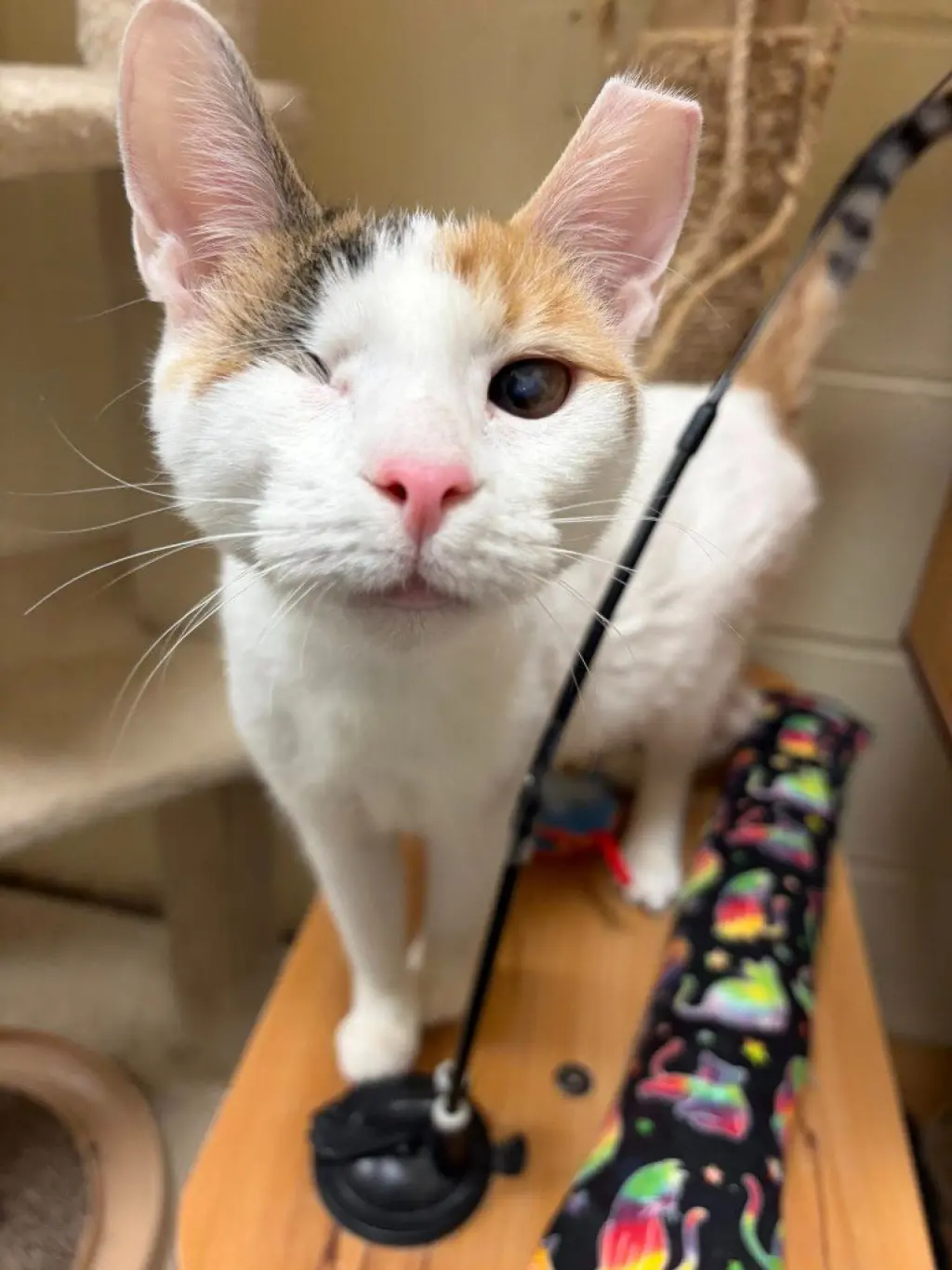 Twinkle (Bonded with Sparkle)