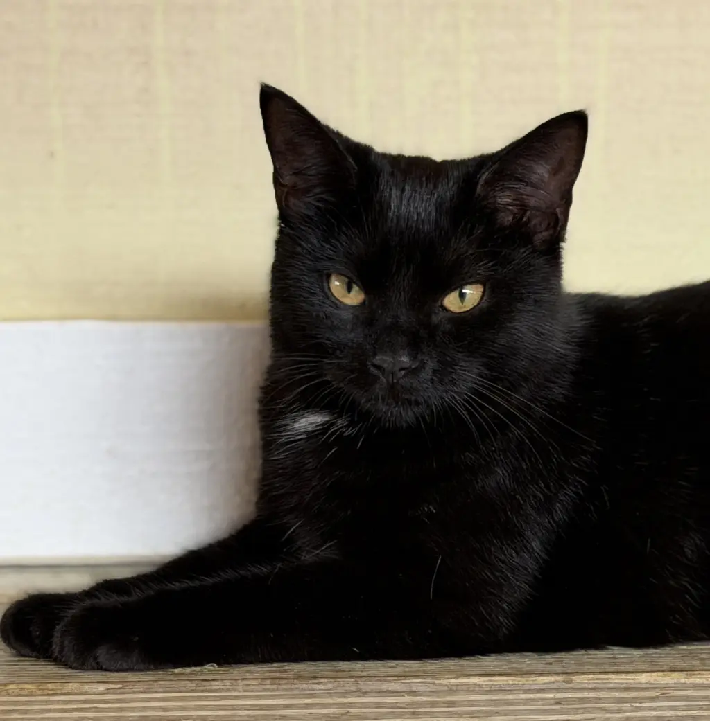 Bellatrix