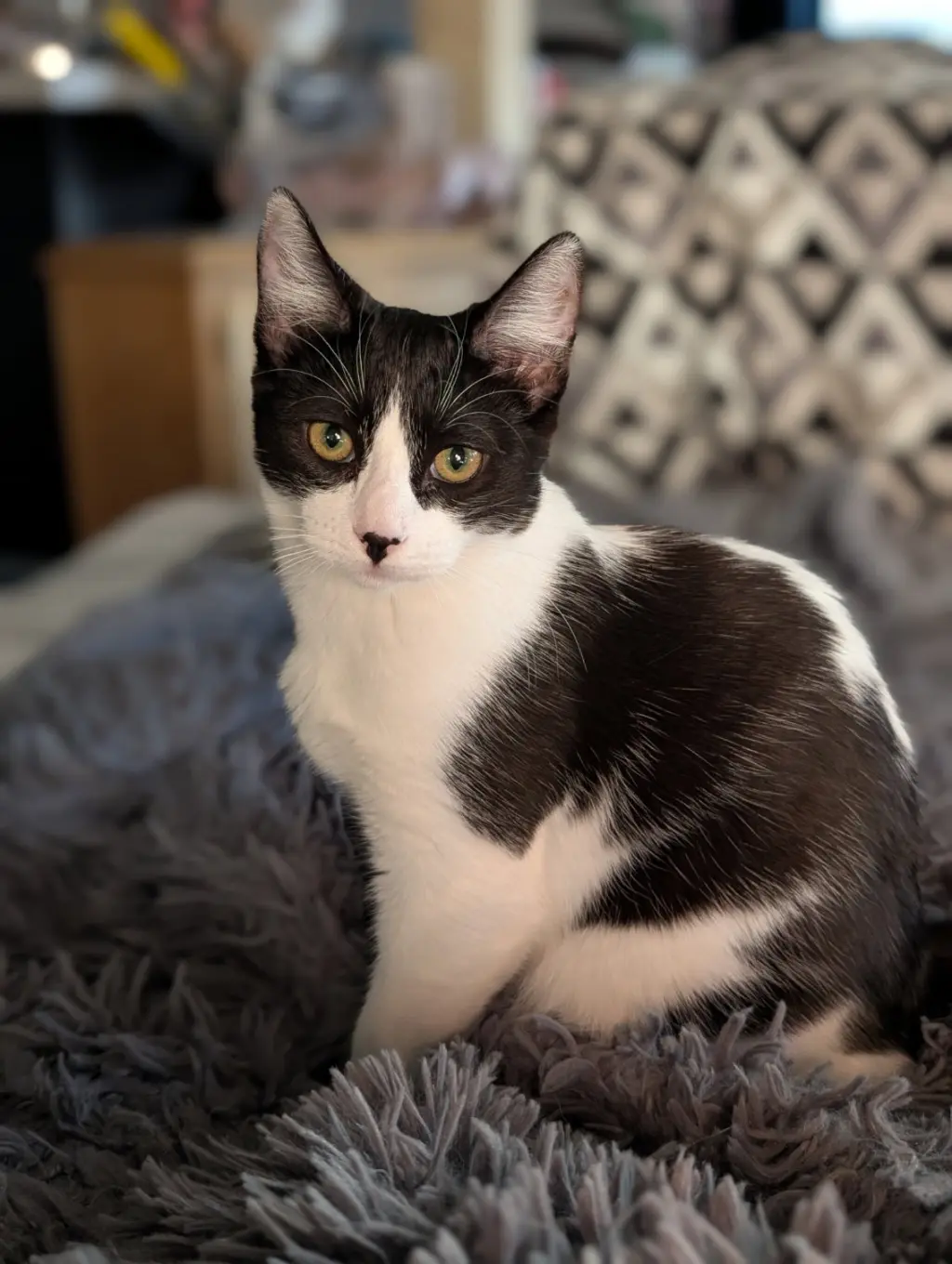 Zima