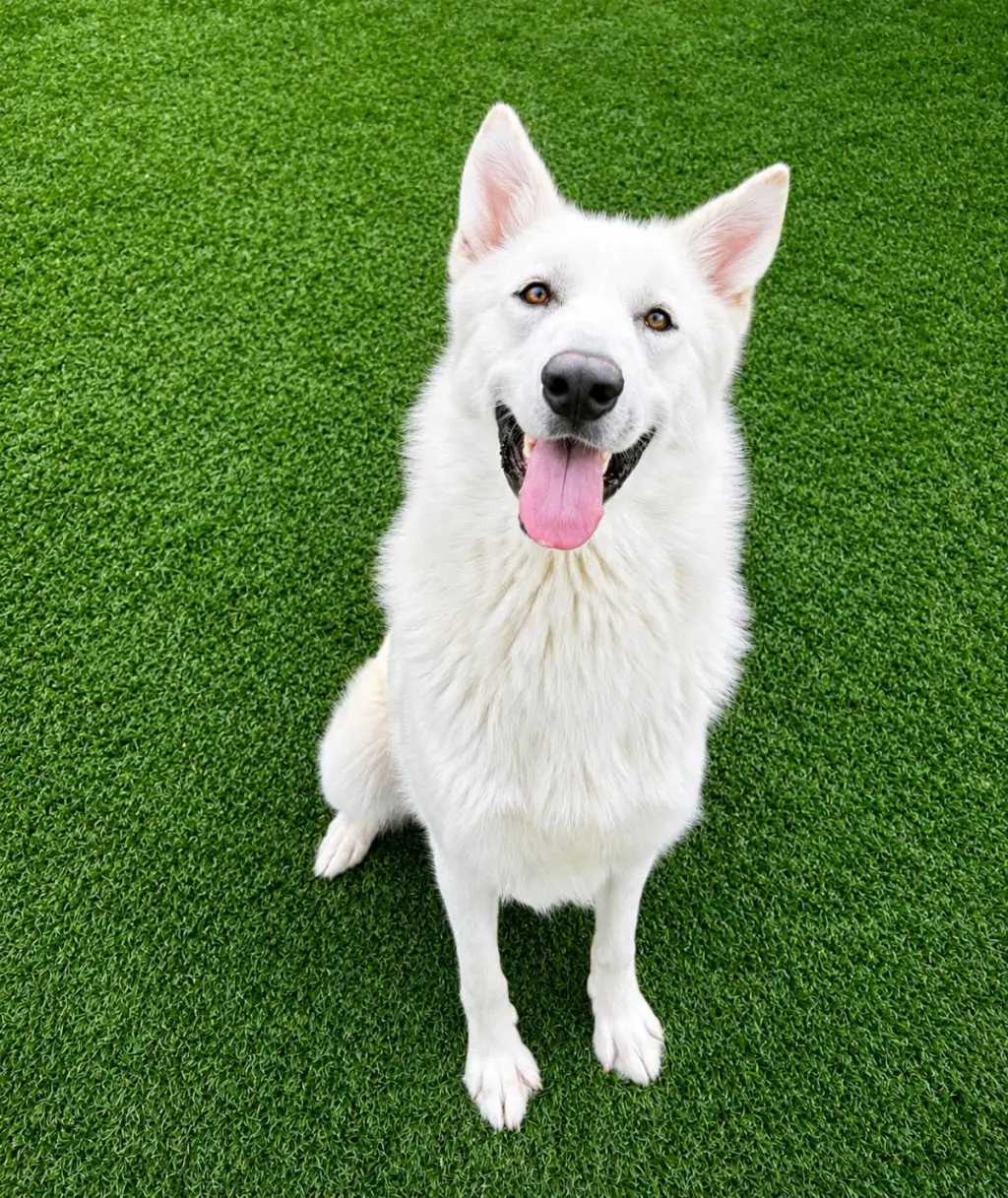 Bodhi- Diamond Dog! $75 Adoption Fee!