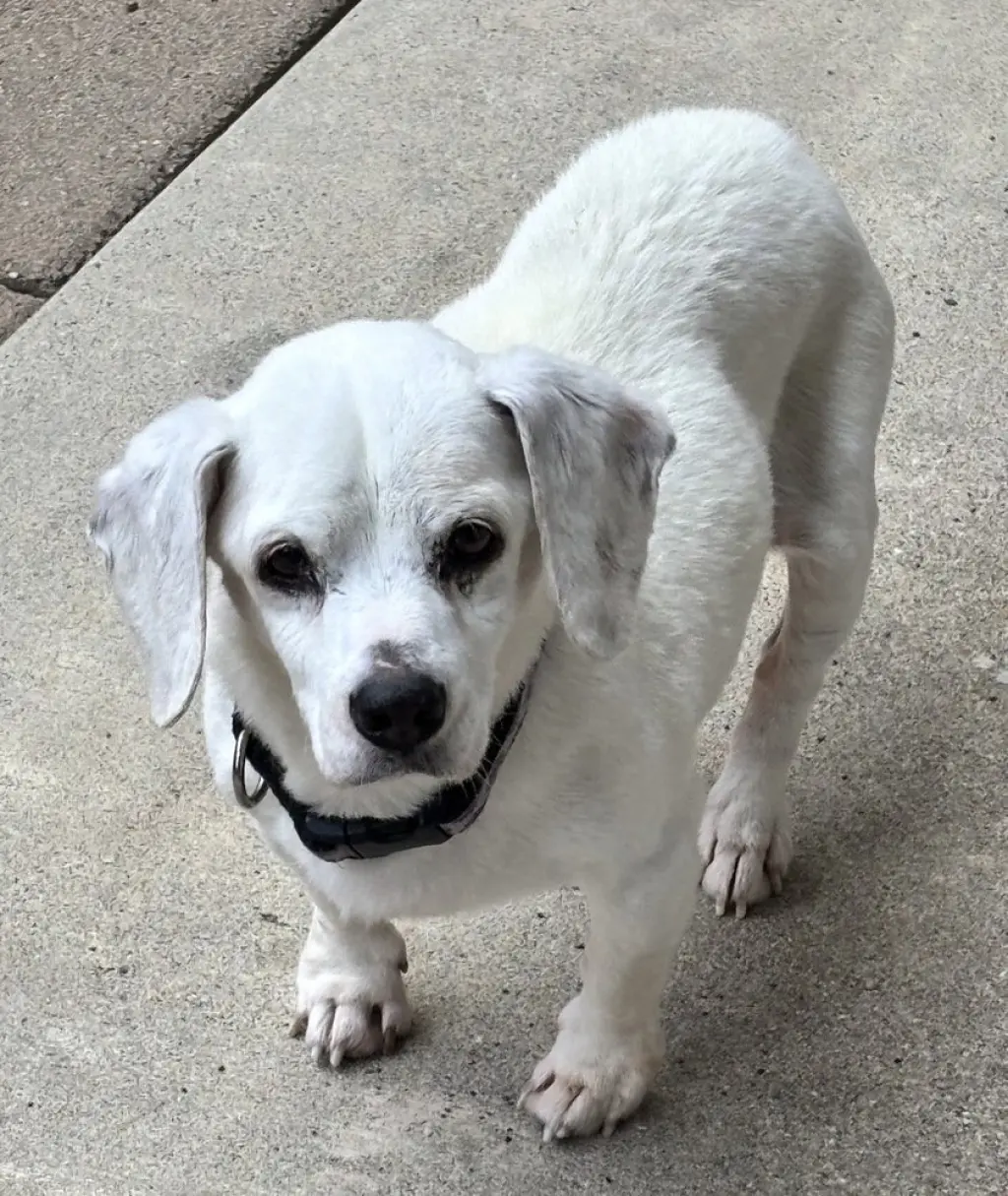 Shiloh