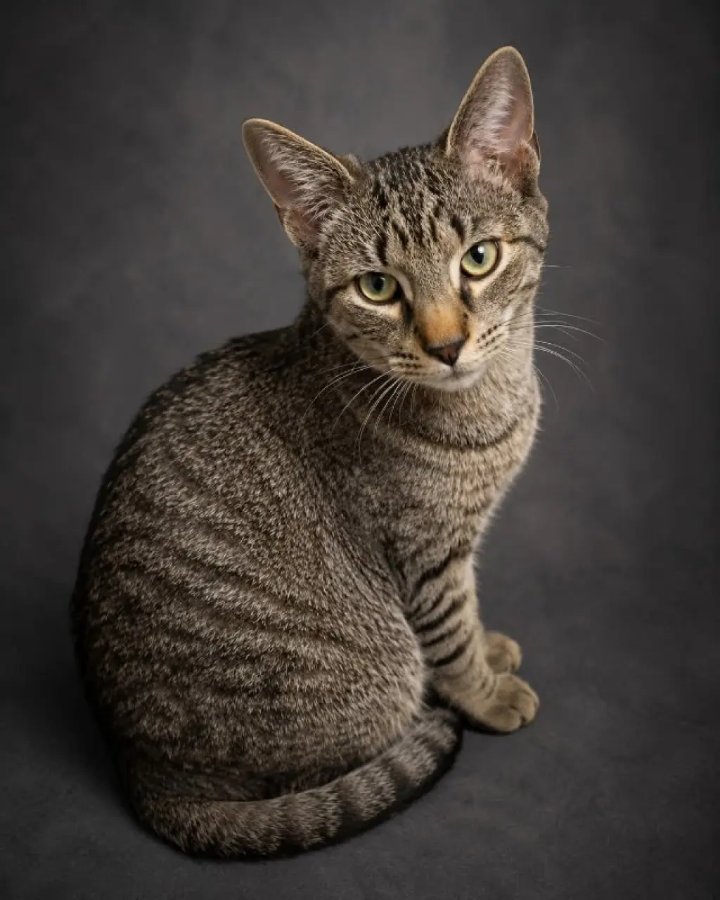 Thomas (foster cat)