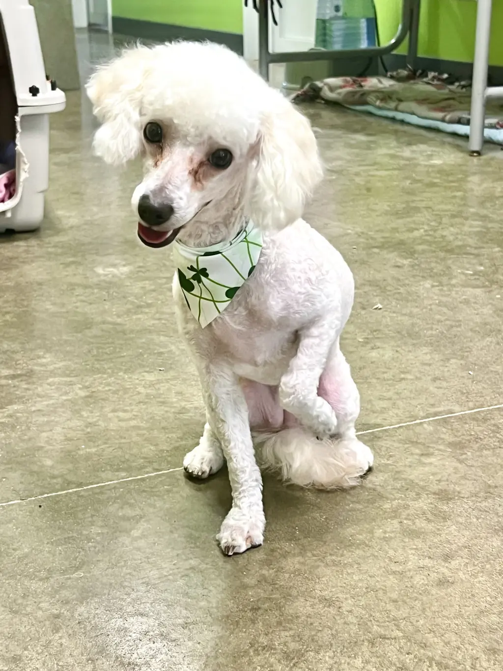 Frankie