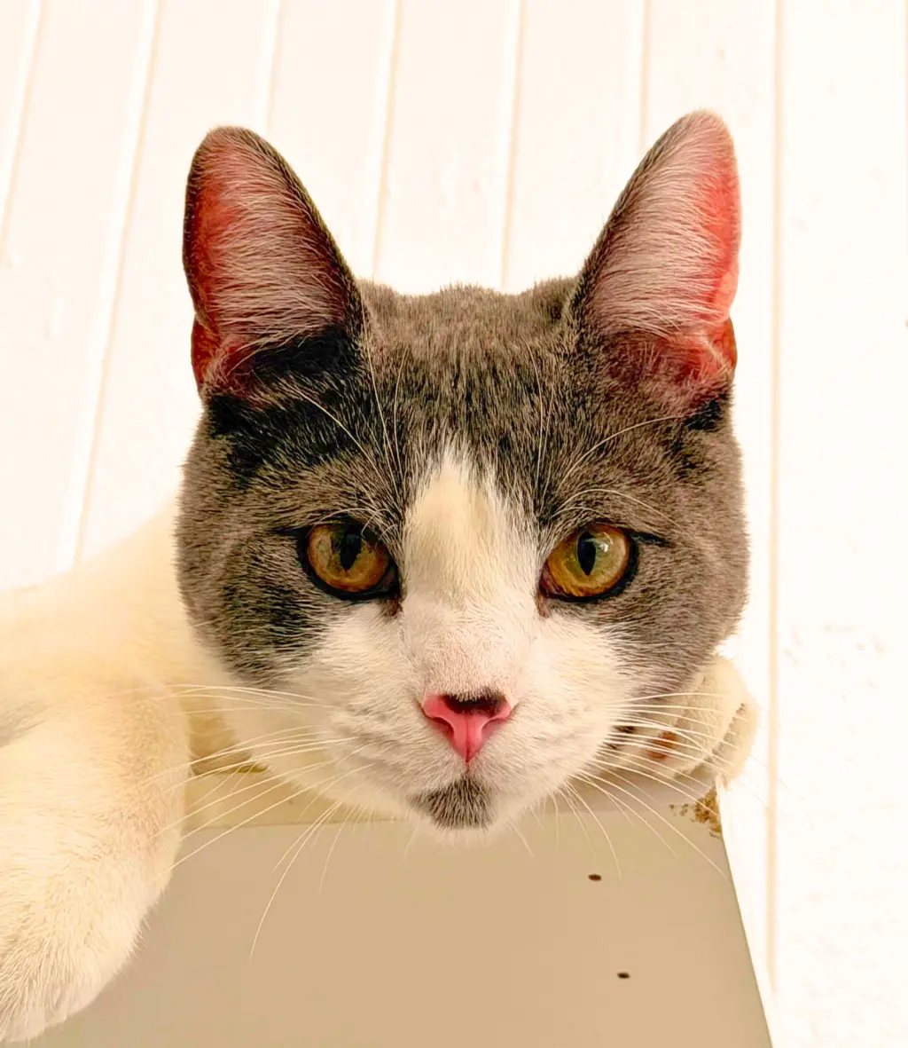 Bubu (bonded with Moon Pie)