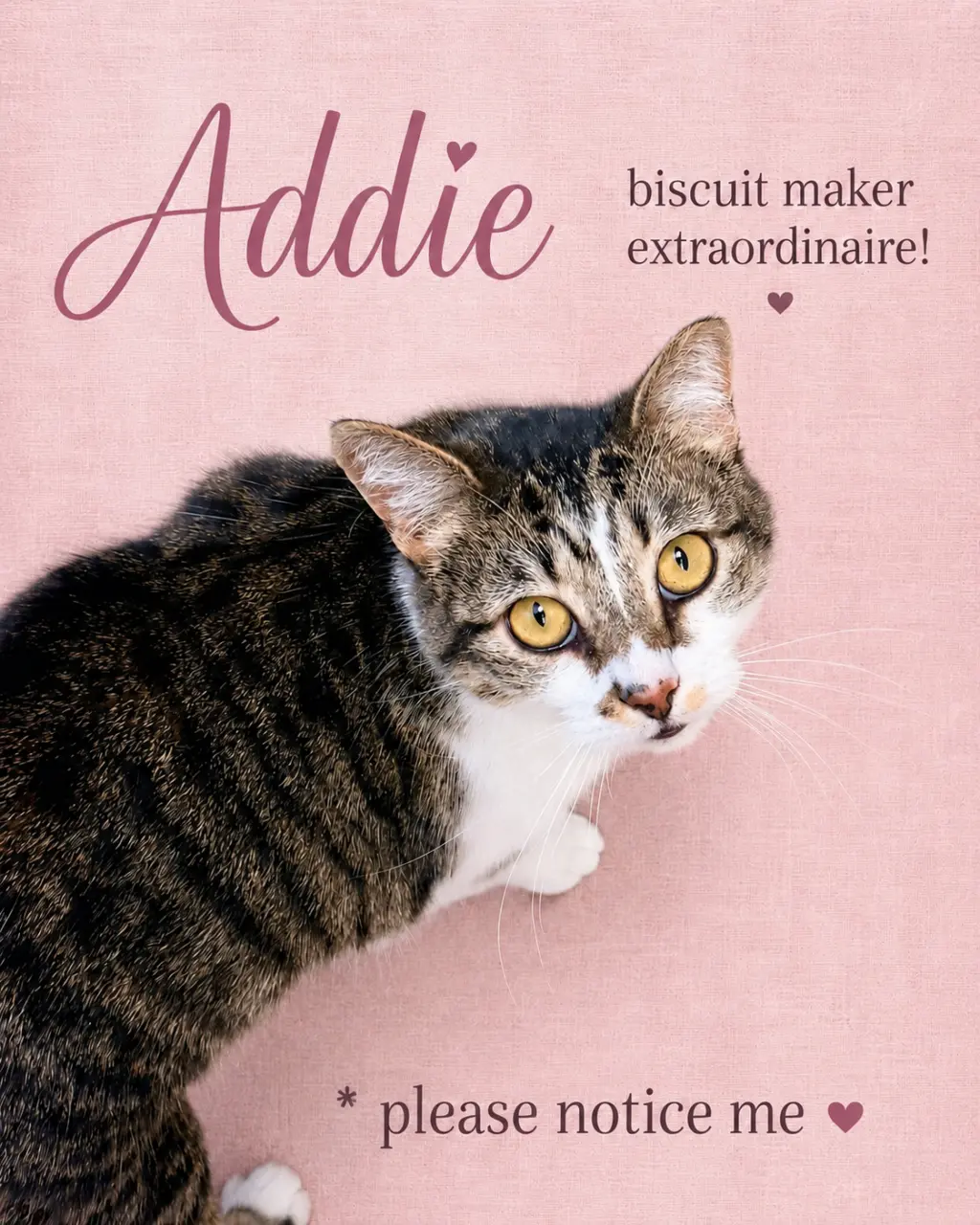 Addie (FCID#12/29/2025 - 421) Willow Grove