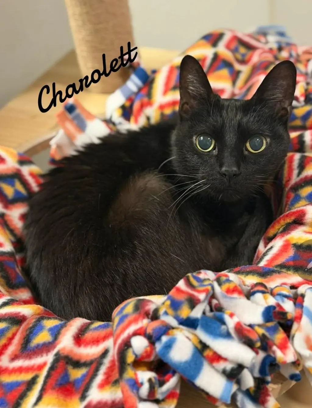 Charolett