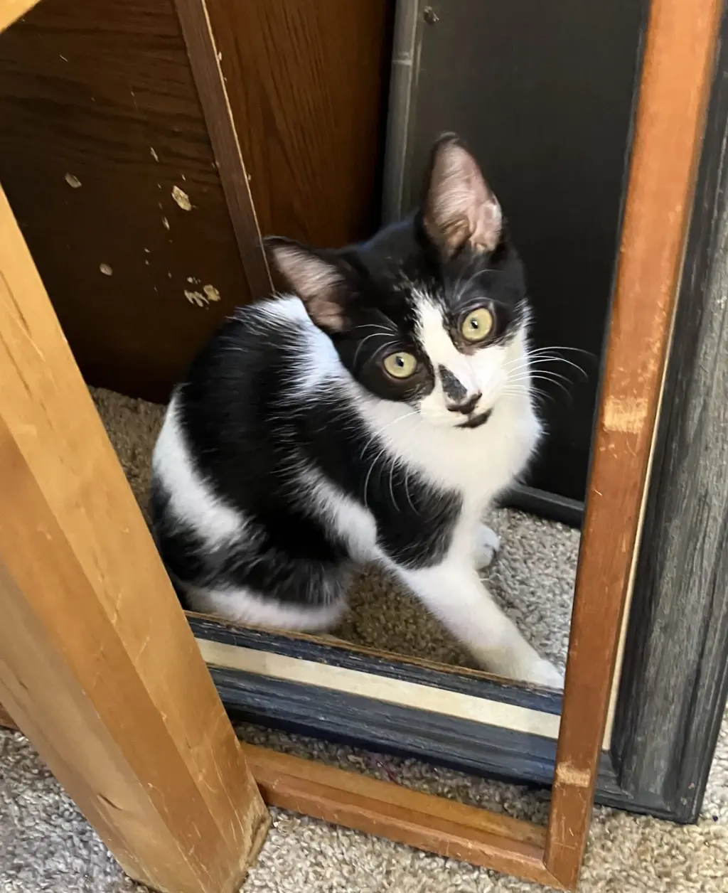 Gabby =^.^=