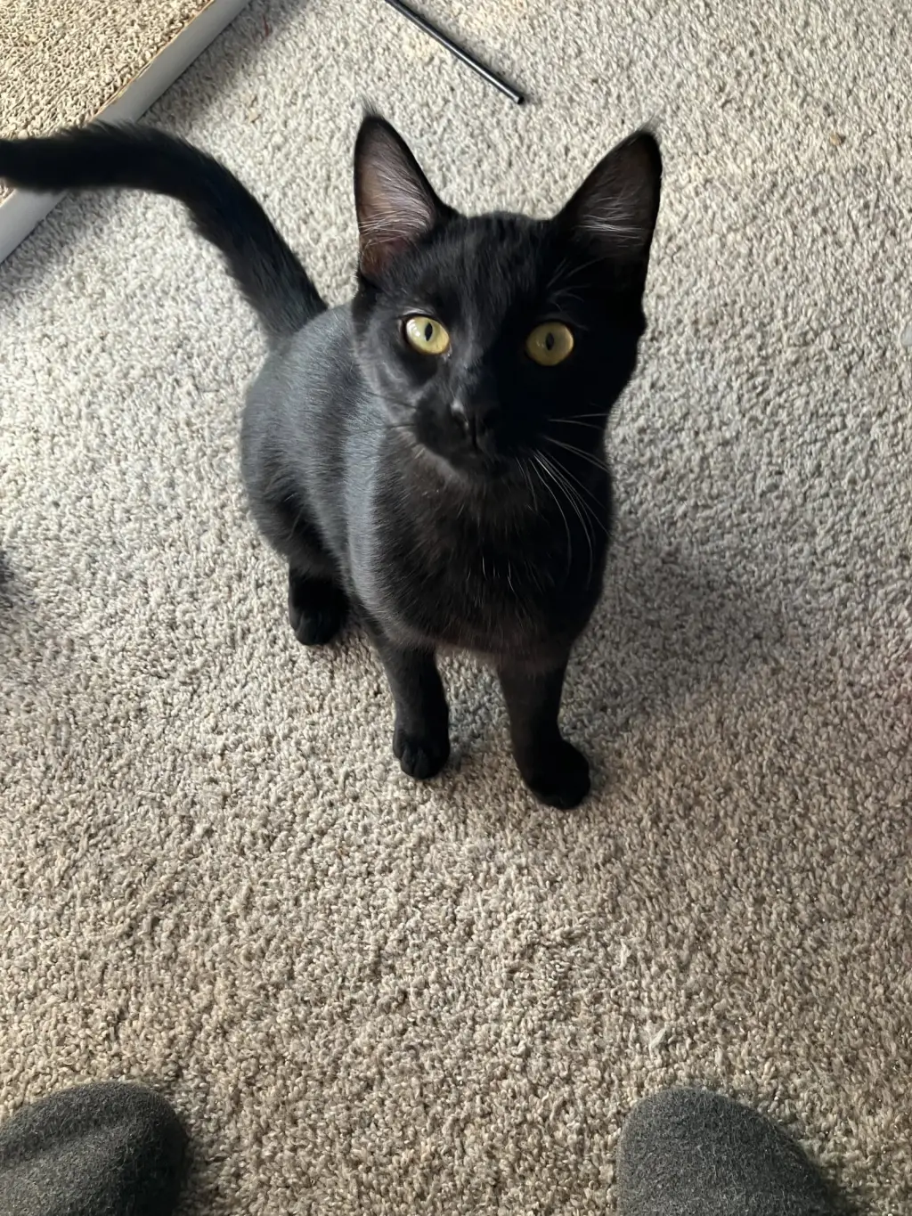 Griffen =^.^=