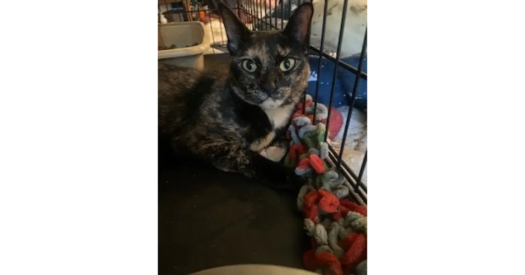 Fiona