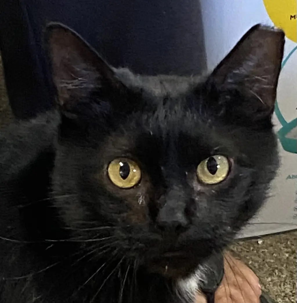 Bob