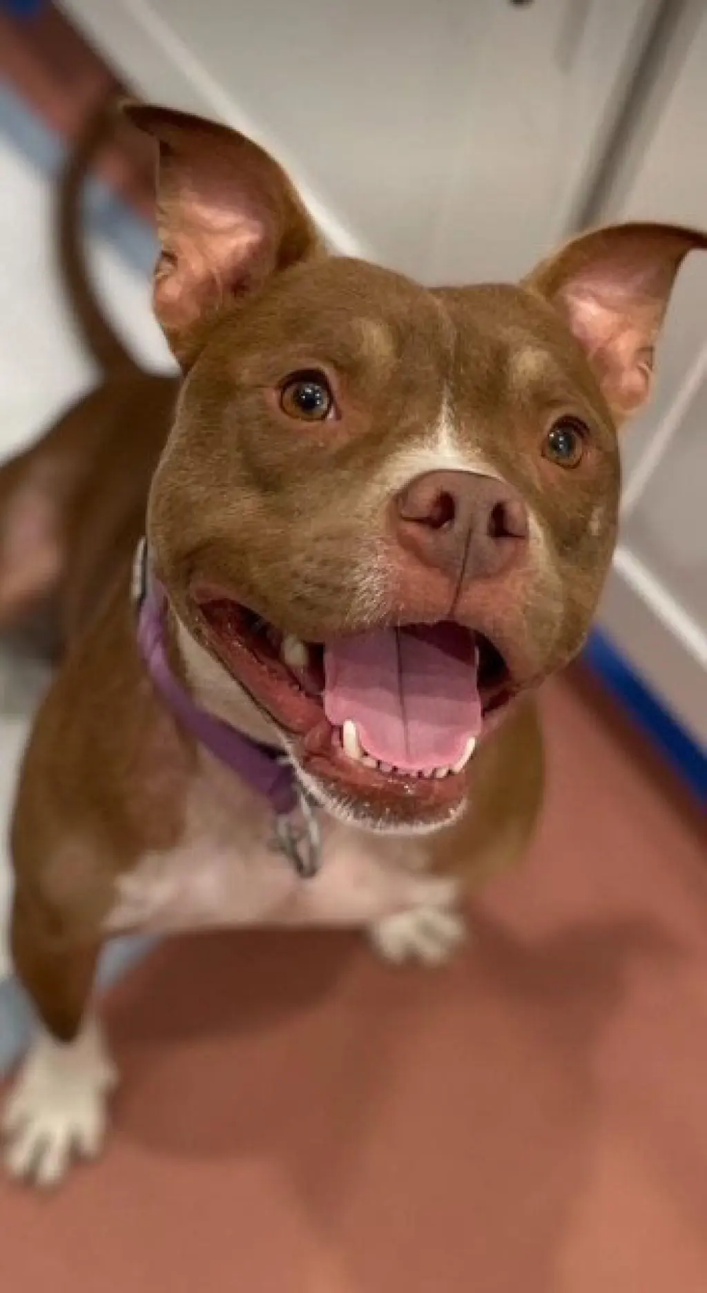 CANELO