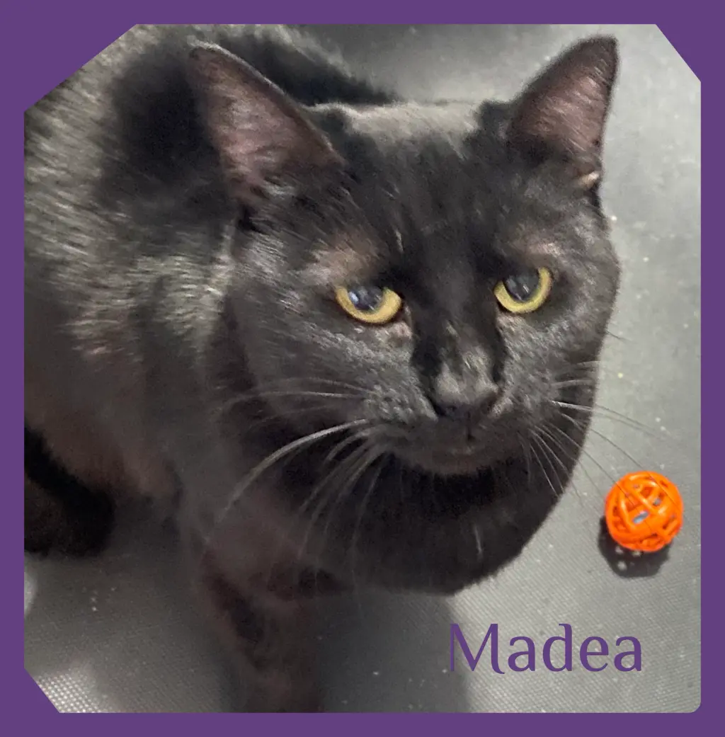 MADEA
