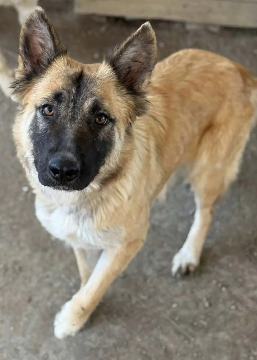 MIA