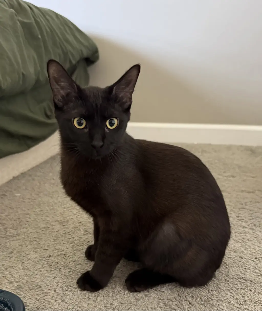 Jet