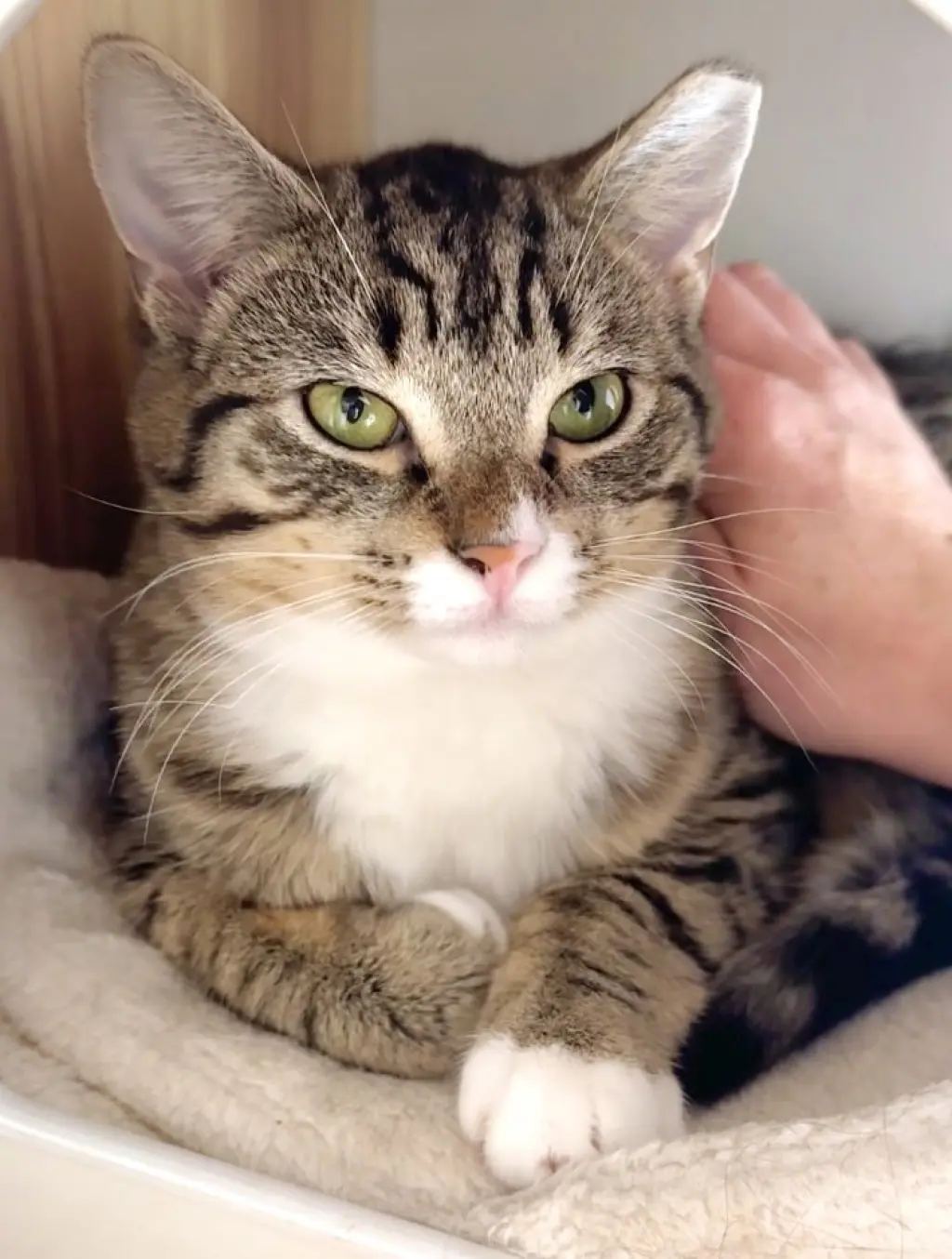 Trinket & Tchotchke - twin tabby kittens