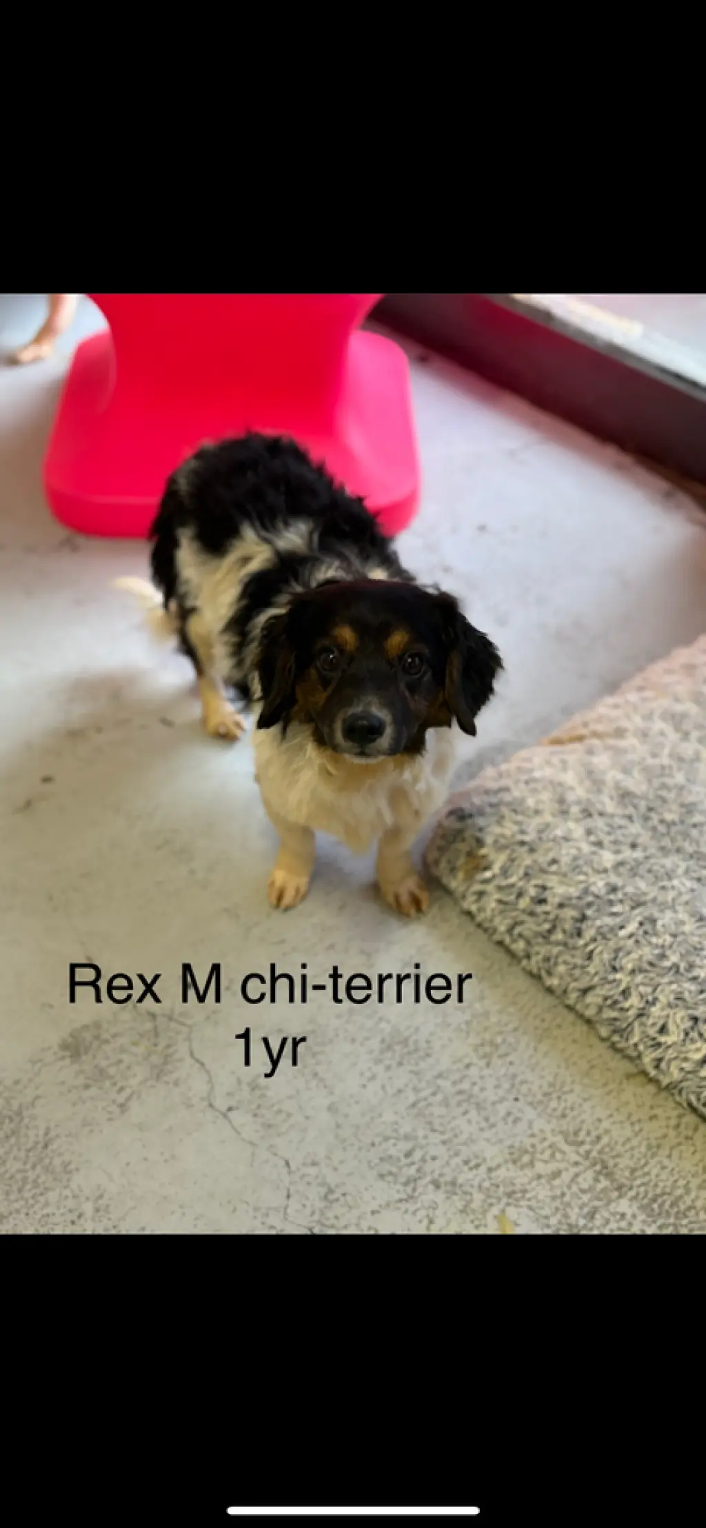 Rex 2755